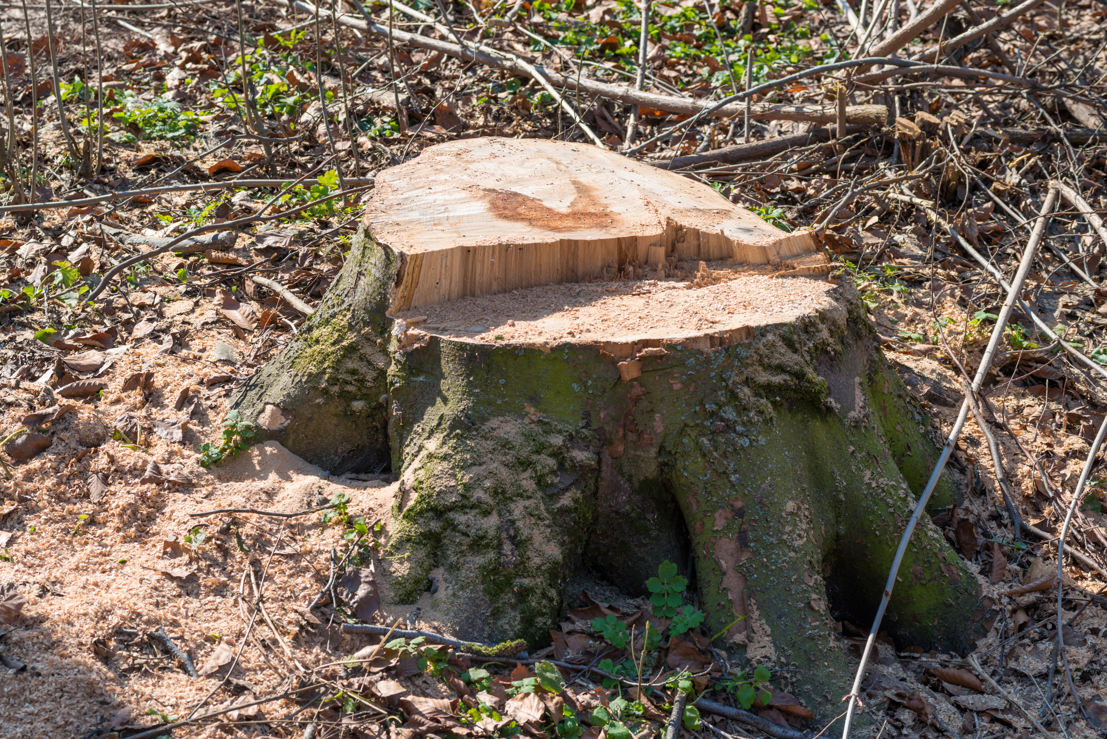 Stump from big removal tree